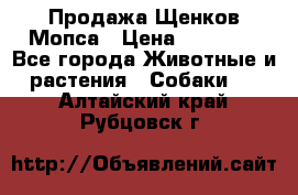 Продажа Щенков Мопса › Цена ­ 18 000 - Все города Животные и растения » Собаки   . Алтайский край,Рубцовск г.